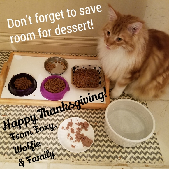 Naps are good! π¦ Foxy knows best π¦ - Picture 13 of 16